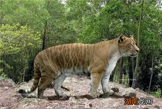 老虎的起源以及演变历史 老虎的由来故事是什么