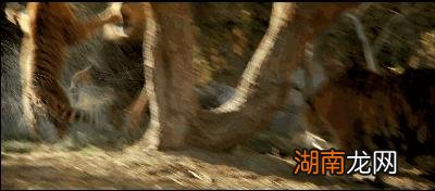 老虎的起源以及演变历史 老虎的由来故事是什么