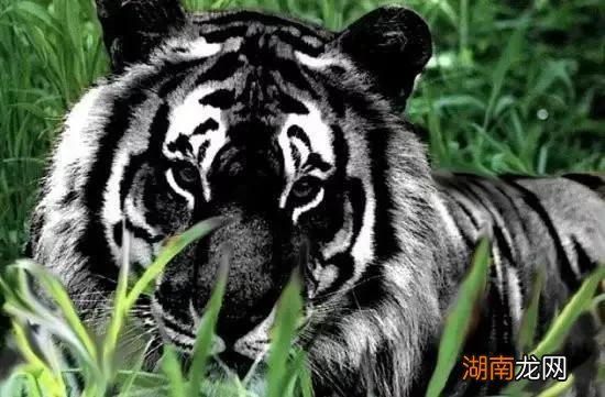 老虎的起源以及演变历史 老虎的由来故事是什么