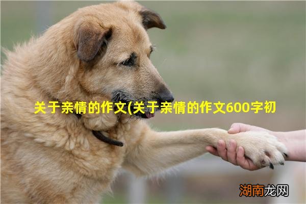 关于亲情的作文600字初中 关于亲情的作文学到了