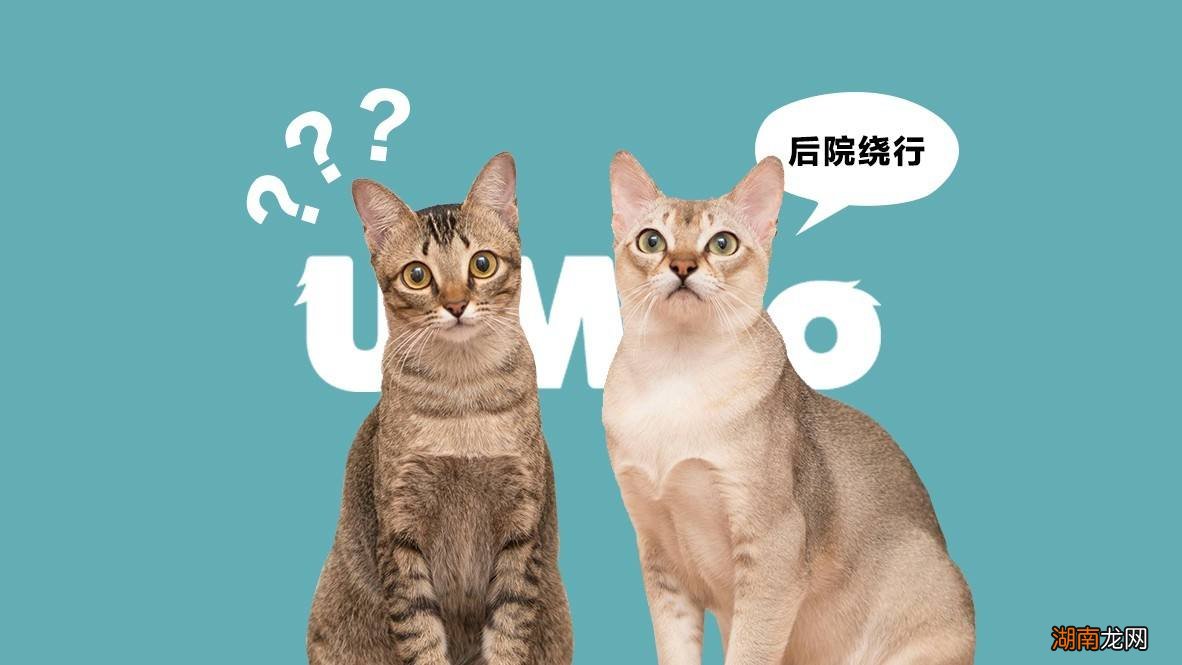 为什么会有后院猫的说法 后院猫是什么意思