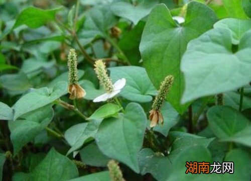 鱼腥草一天吃多少合适有效果