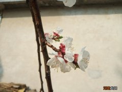 全篇表达的内容与意思 陶渊明归去来兮辞原文及翻译