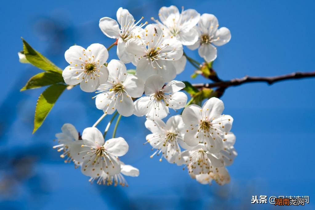 王冕的关于梅花的诗描写得生动有趣 王冕的诗墨梅堪称经典