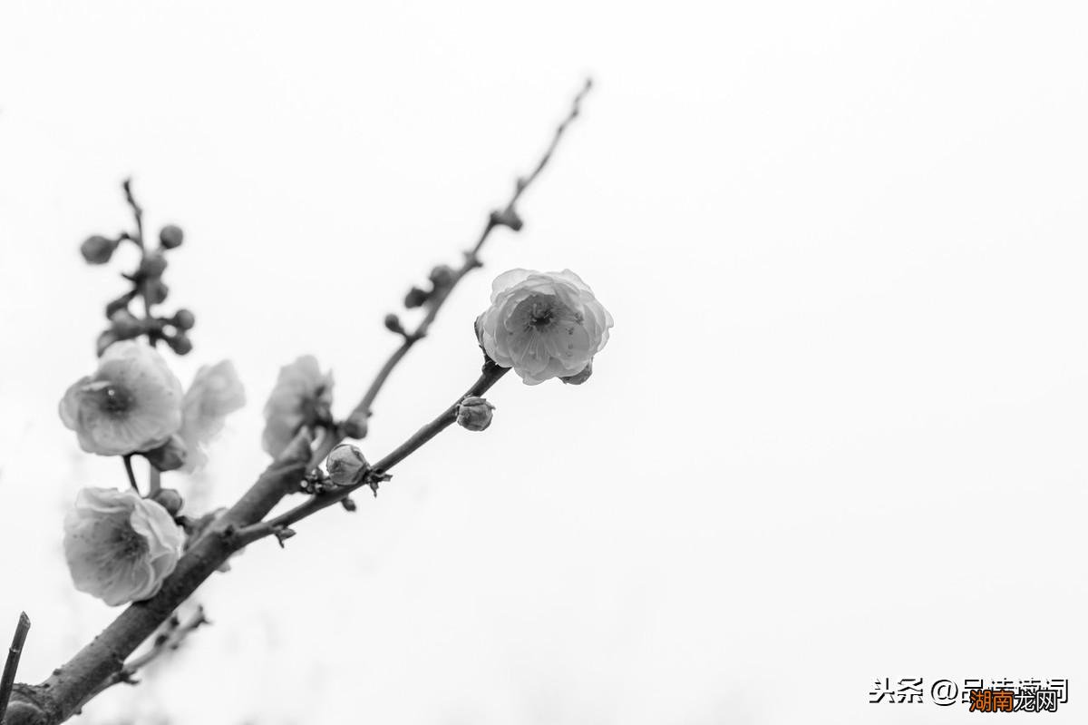 王冕的关于梅花的诗描写得生动有趣 王冕的诗墨梅堪称经典
