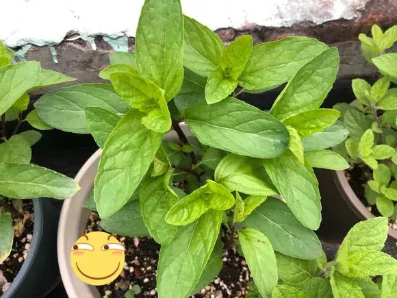 薄荷的品种一共有多少种名字 薄荷的品种有哪些名称