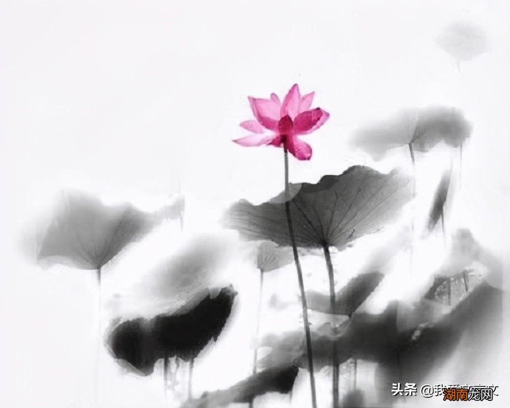 北宋周敦颐爱莲说的意思和寓意 爱莲说原文及翻译拼音注释