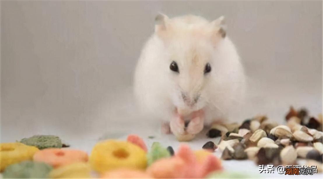 仓鼠和荷兰猪哪个干净更建议养 荷兰猪和仓鼠的区别在哪里