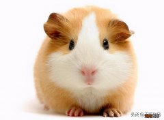 仓鼠和荷兰猪哪个干净更建议养 荷兰猪和仓鼠的区别在哪里