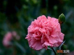 鲜花康乃馨的花语是什么含义 康乃馨的寓意是什么意思