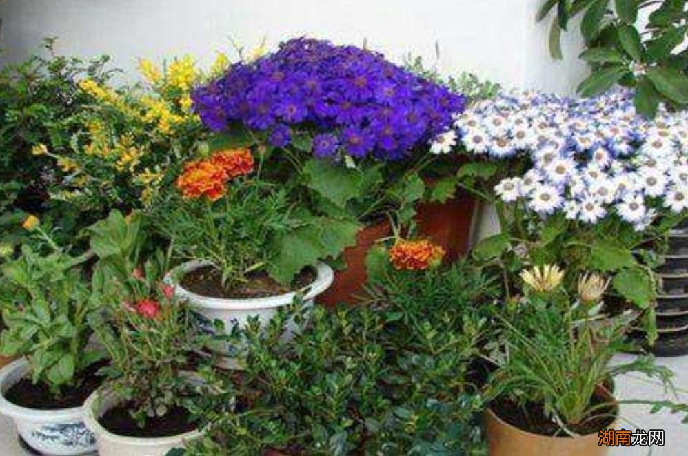 学会花卉土壤制作后省钱又好用 养花营养土的配制方法