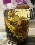 4款“泡酒专用”的白酒介绍 泡果酒用什么酒合适呢