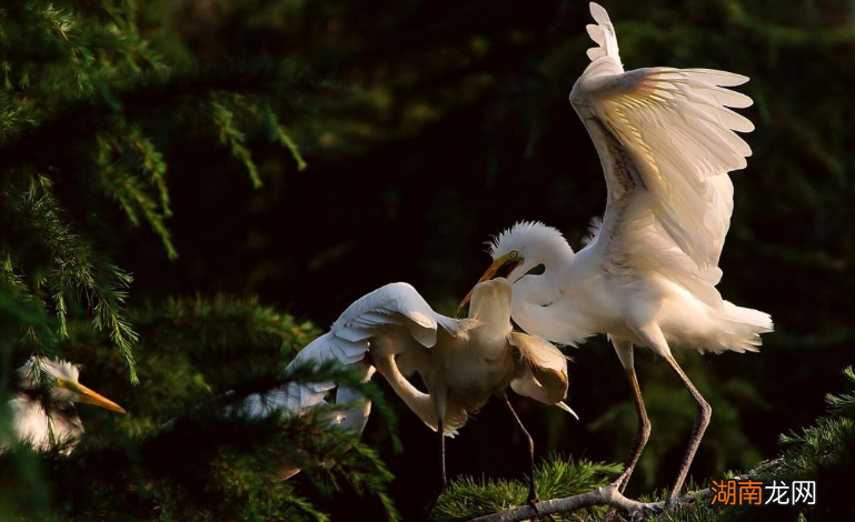 整首诗充满了诗情画意 渔歌子古诗翻译赏析及原文翻译
