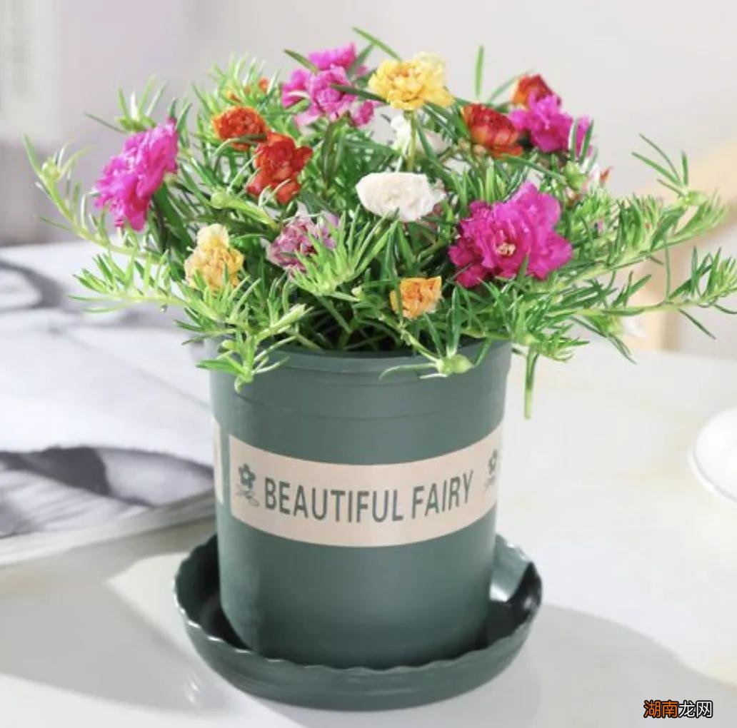 太阳花的幼苗会死是什么原因 太阳花发芽后老是死苗咋回事