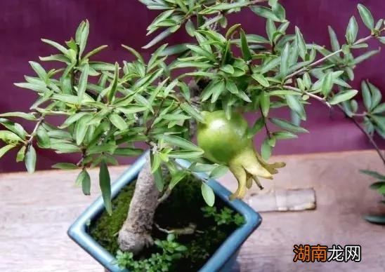 石榴苗移栽季节与种植管理 石榴树什么时候移栽成活率高
