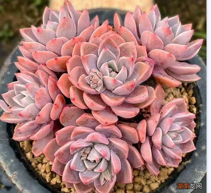 5种养不死又易群生好看的多肉 最容易养的多肉排名榜