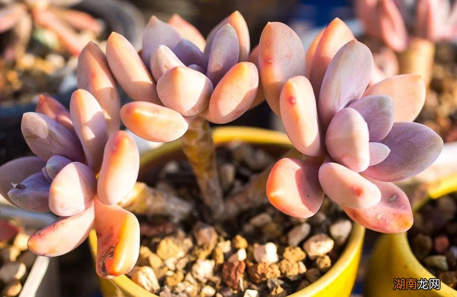 5种养不死又易群生好看的多肉 最容易养的多肉排名榜