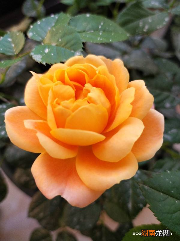 10种常见月季花图鉴 月季花的品种都有哪些名字