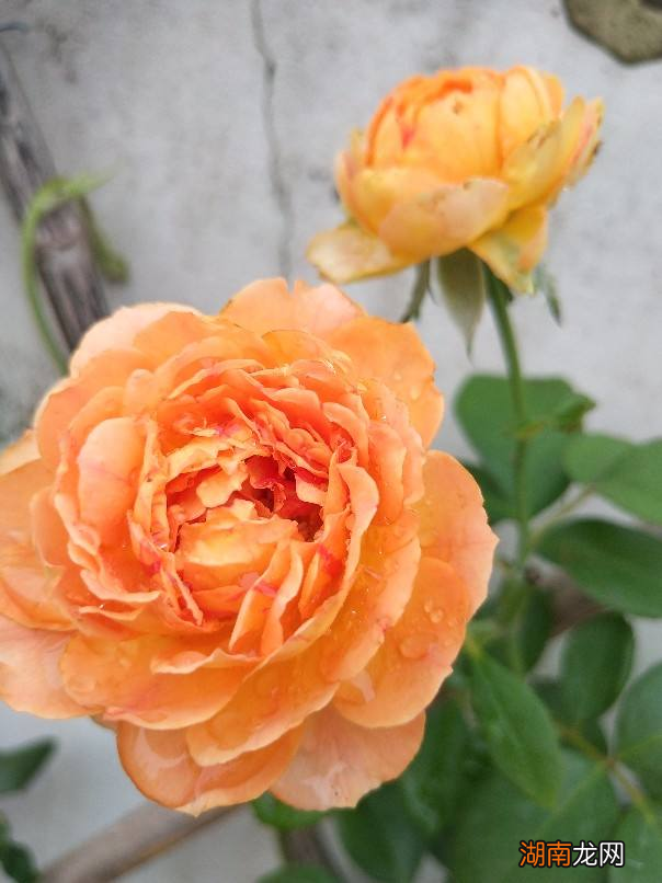 10种常见月季花图鉴 月季花的品种都有哪些名字