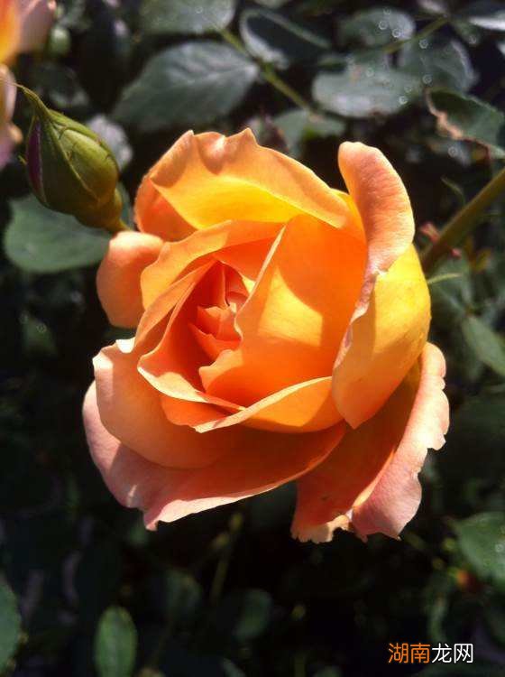 藤本夏洛特夫人长的快吗 夏洛特夫人月季优缺点介绍