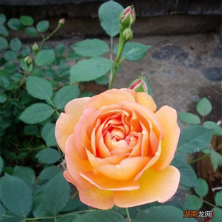 藤本夏洛特夫人长的快吗 夏洛特夫人月季优缺点介绍