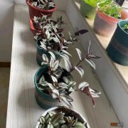 家里吸甲醛绿植排名 适合室内种植吸甲醛的植物有哪些