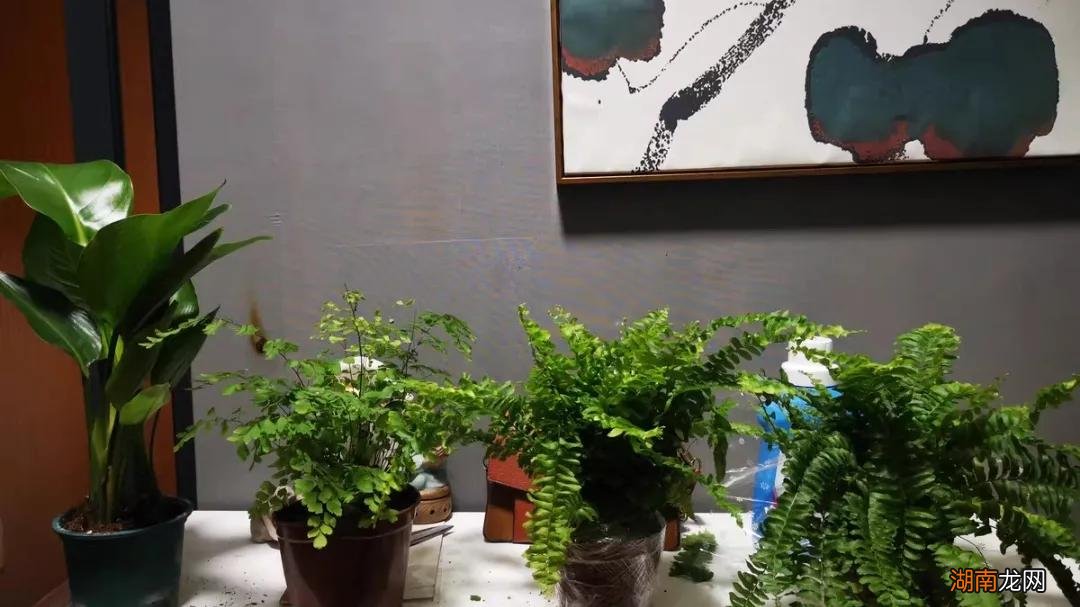 家里吸甲醛绿植排名 适合室内种植吸甲醛的植物有哪些