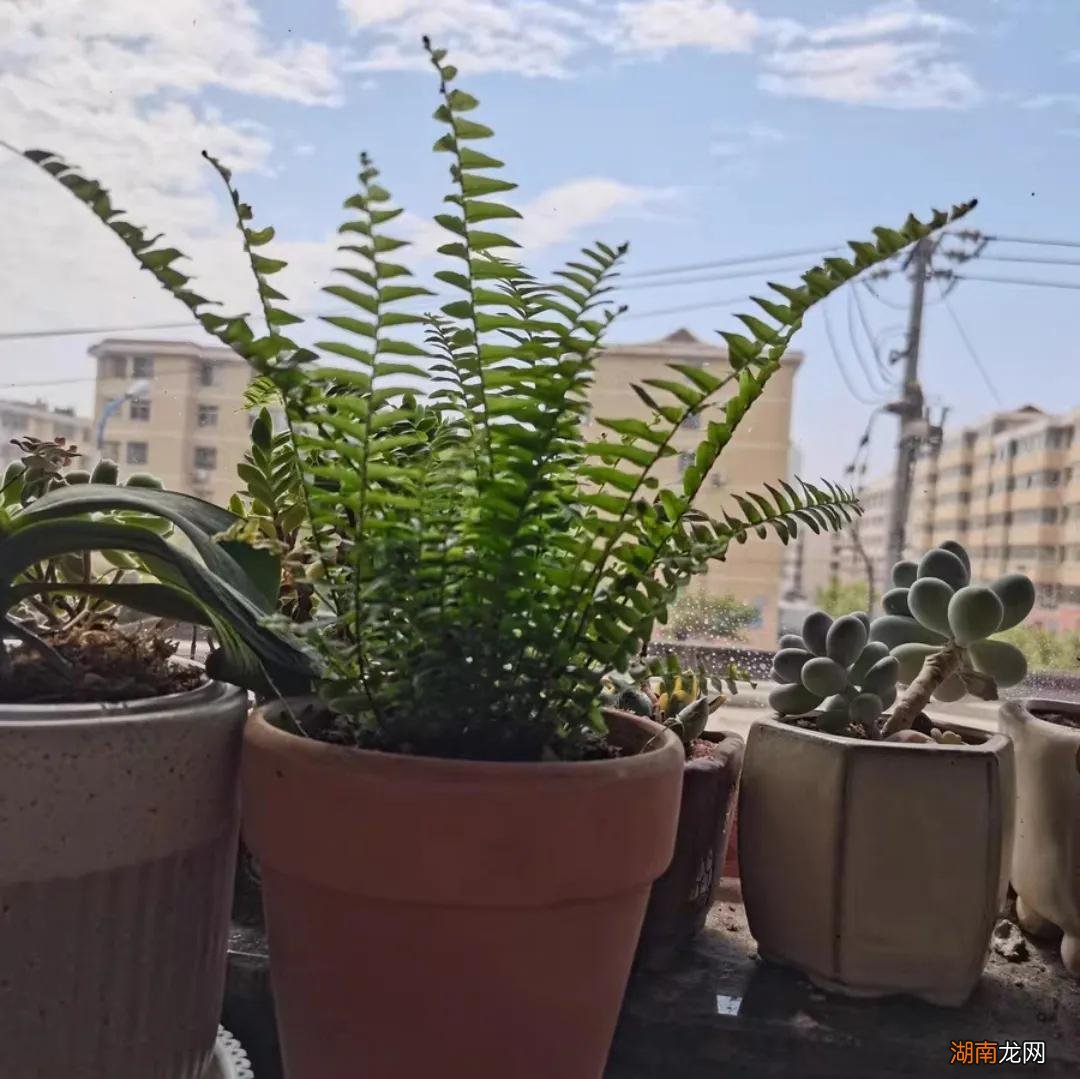 家里吸甲醛绿植排名 适合室内种植吸甲醛的植物有哪些