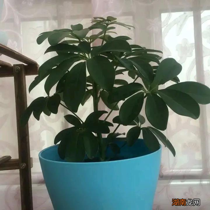 家里吸甲醛绿植排名 适合室内种植吸甲醛的植物有哪些
