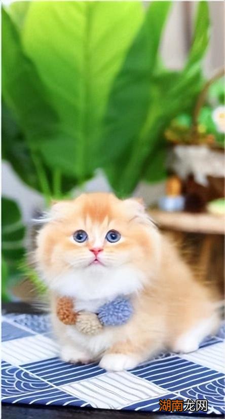 杂交猫种拿破仑猫的优点和缺点 拿破仑猫属于什么品种