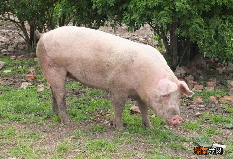 猫进家有什么征兆说法 家里进猫是吉还是凶