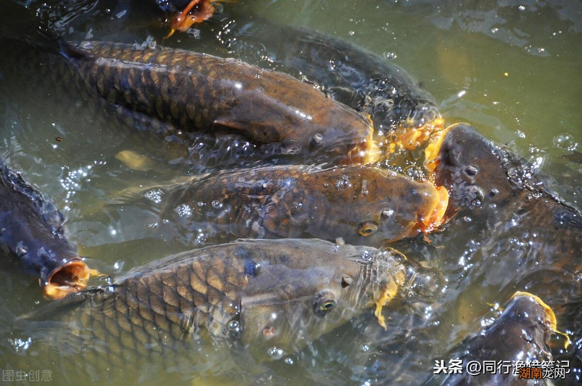 黑坑指的是缴费钓鱼的鱼塘 钓鱼黑坑是指什么意思