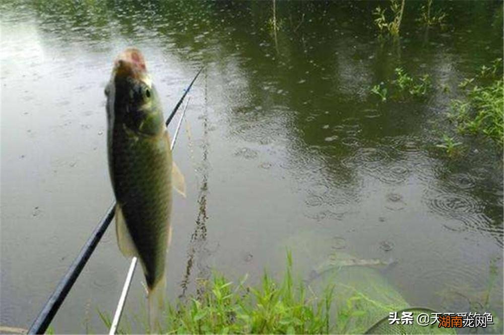 有3种不常规钓法效果出奇的好 野钓大鲫鱼的钓法与技巧