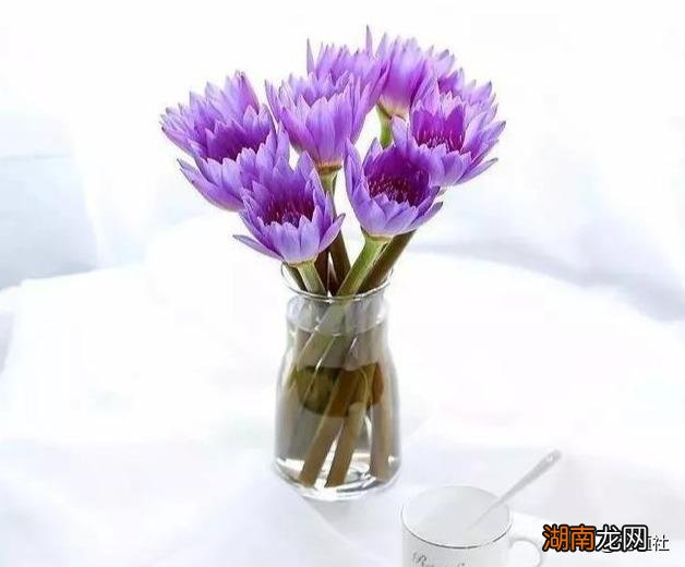 超详细分享鲜花如何保鲜更长时间 收到鲜花花束怎样养护