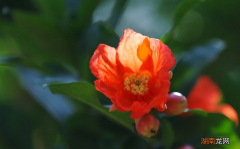 形容石榴花的优美古诗词 关于写石榴花的诗句