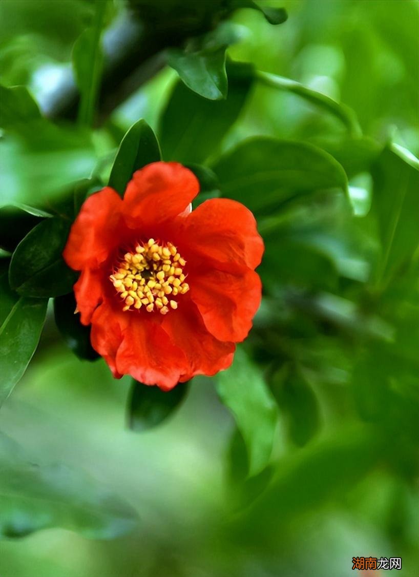 形容石榴花的优美古诗词 关于写石榴花的诗句