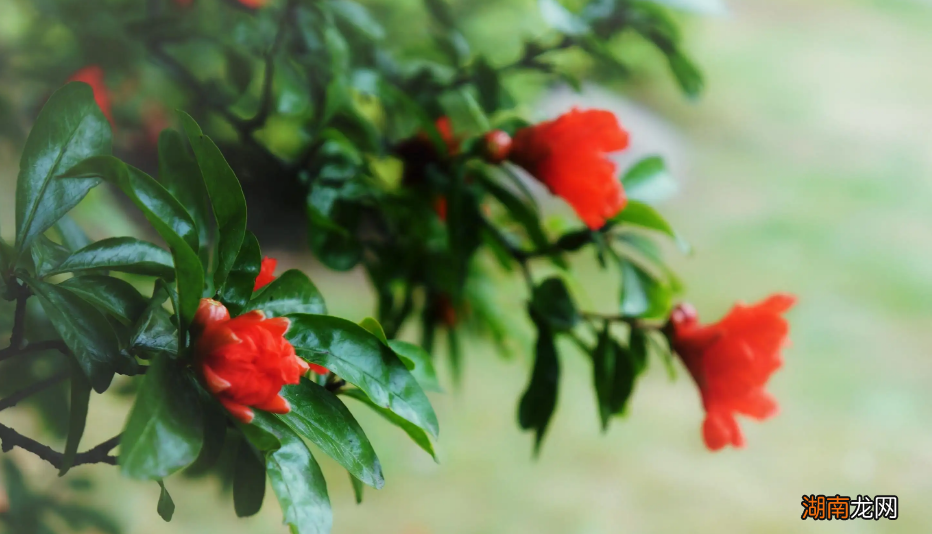形容石榴花的优美古诗词 关于写石榴花的诗句