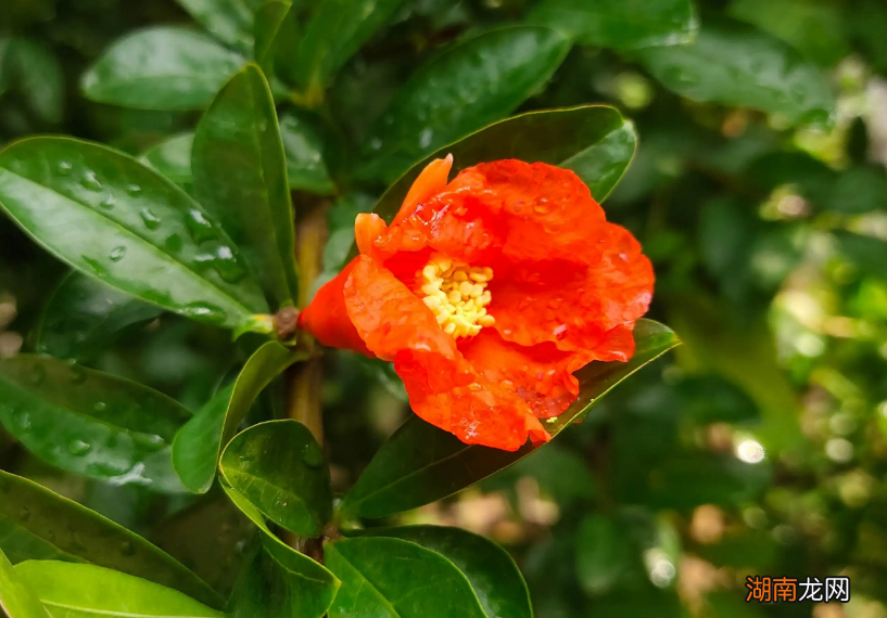 形容石榴花的优美古诗词 关于写石榴花的诗句