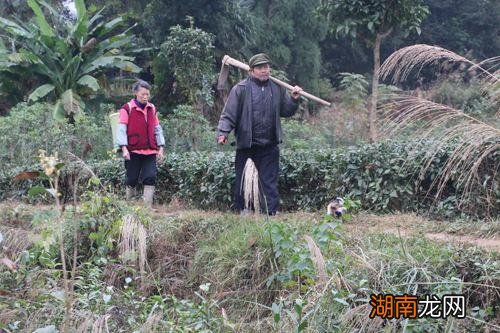 这句民间俗语出自何处 仰头老婆低头汉什么意思