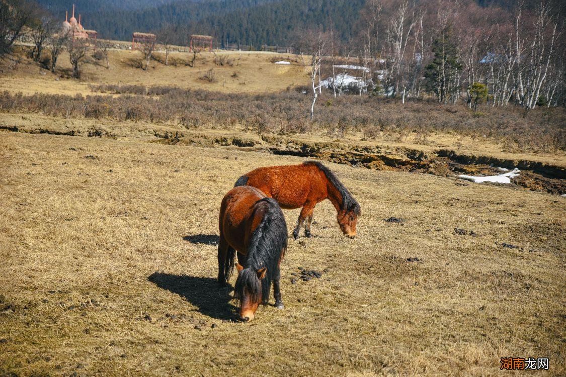 云南香格里拉唯一5A景区 普达措国家公园海拔多少米高