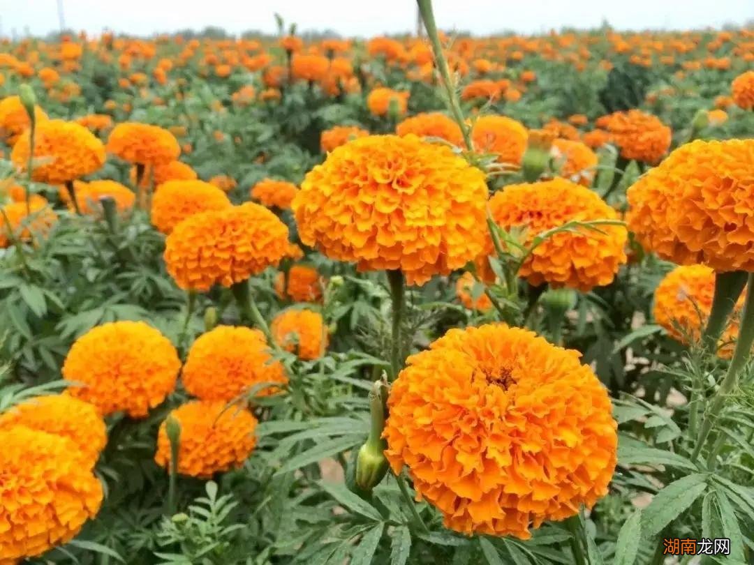 农村5个土法子预防蛇进家 家里防蛇的最好办法