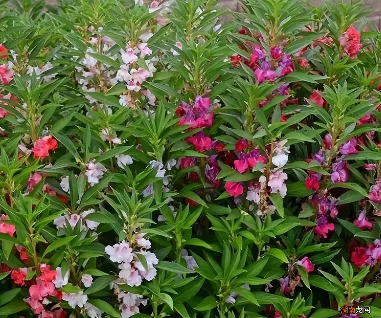 农村5个土法子预防蛇进家 家里防蛇的最好办法