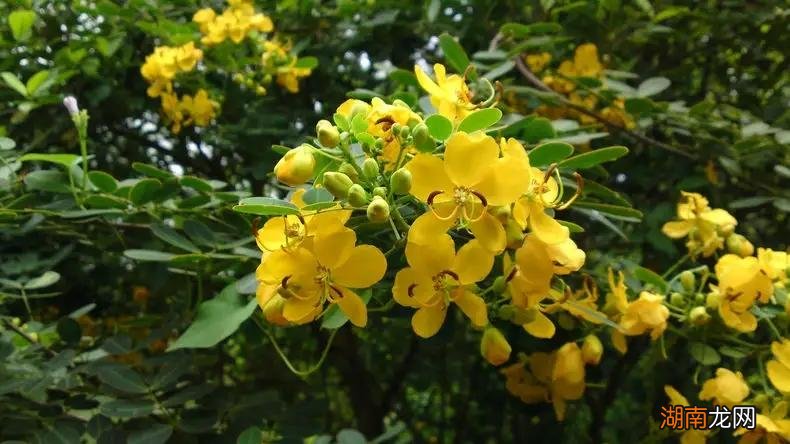 农村5个土法子预防蛇进家 家里防蛇的最好办法