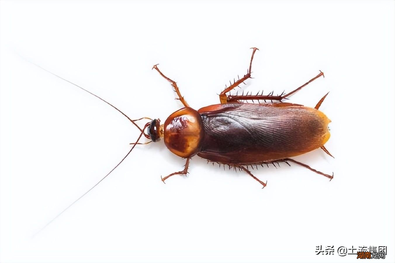 蟑螂最怕三种克星是什么 蟑螂怕什么东西怎么根治