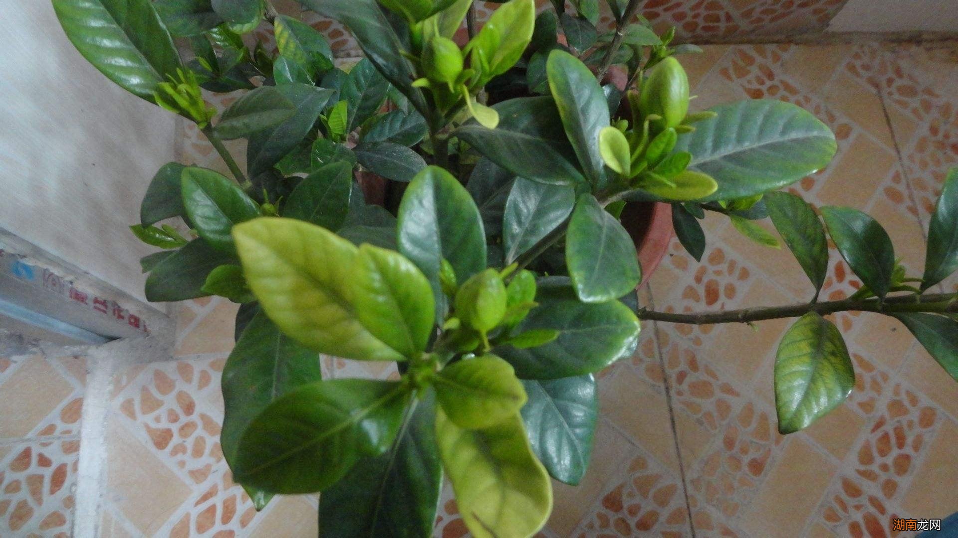 栀子花喜欢的3种肥介绍 给栀子花施什么肥料最好用