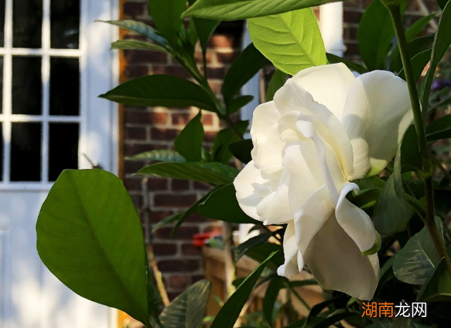 栀子花喜欢的3种肥介绍 给栀子花施什么肥料最好用