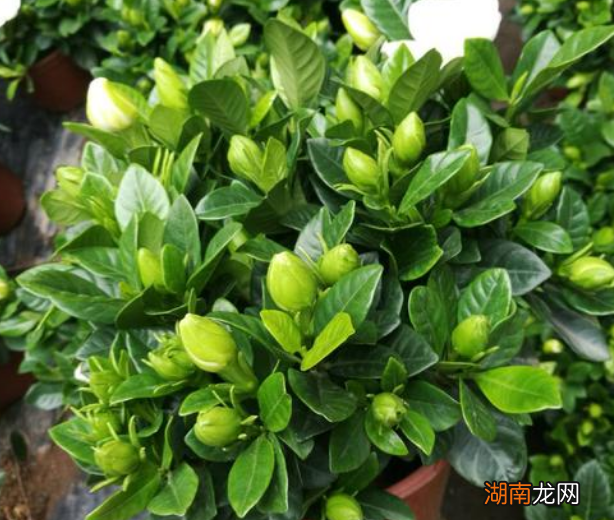 栀子花喜欢的3种肥介绍 给栀子花施什么肥料最好用