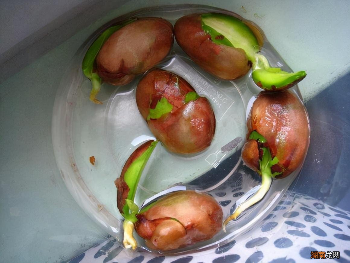 菠萝蜜的核怎么发芽当盆栽 菠萝蜜的核可以发芽种植吗