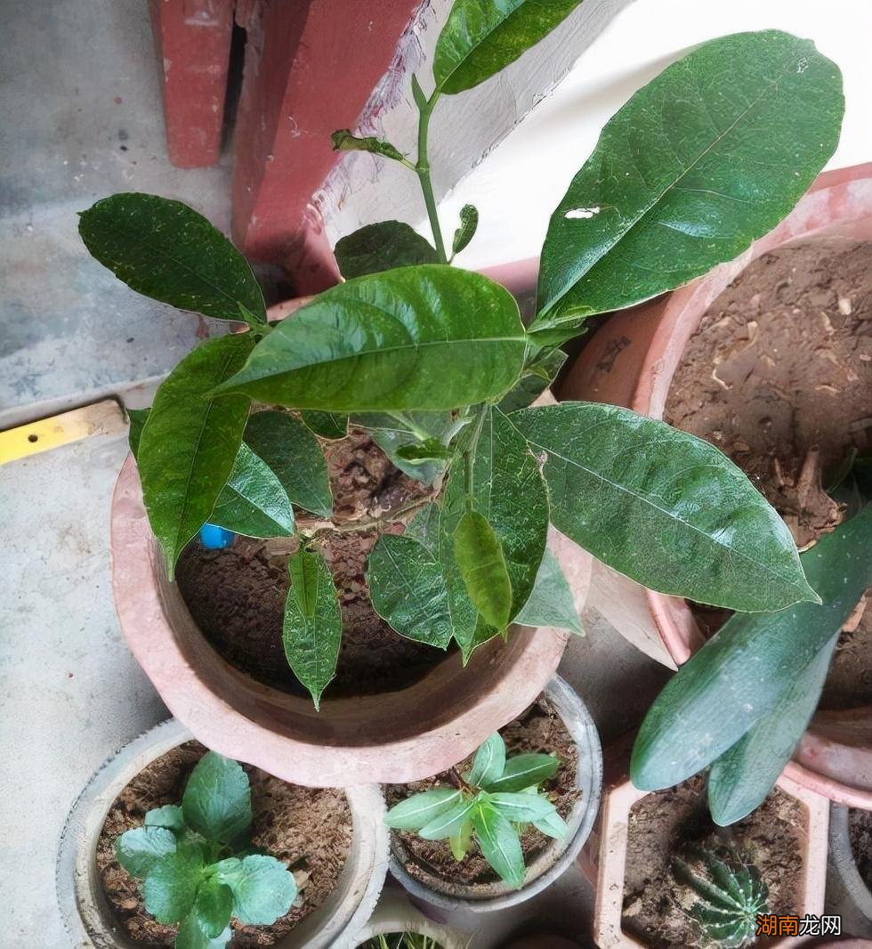 菠萝蜜的核怎么发芽当盆栽 菠萝蜜的核可以发芽种植吗