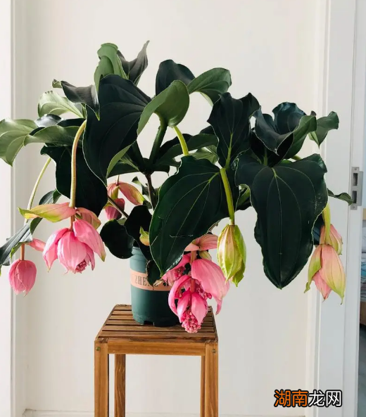 10种适合室内养的花卉盆栽 室内植物盆景十大排名